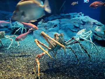 海遊館ミュージアム 水族館×動物園×美術館 