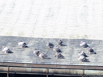 二荒山神社（ハト）