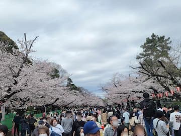 上野恩賜公園（2022年観桜） | ふくろうぷらざ