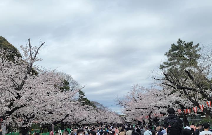 上野恩賜公園（2022年観桜） | ふくろうぷらざ